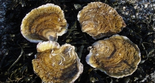 La Ferme Marine de Cancale