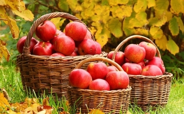 Ecomusée de la pomme et du cidre
