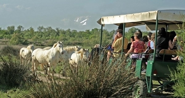 Les Marais du Vigueirat en calèche