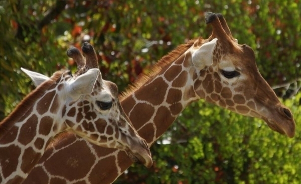 Zooparc de Beauval - L’envers du décor