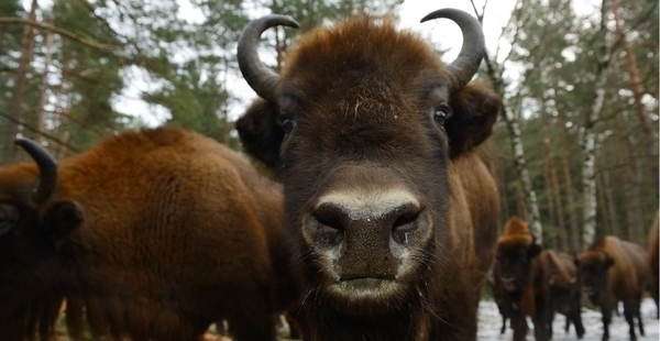 Le parc des bisons d’Europe en calèche