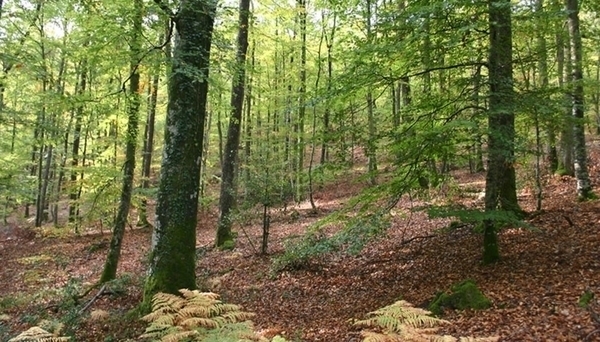 Forêt domaniale d'Ecouves
