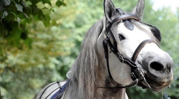Haras national de Lamballe