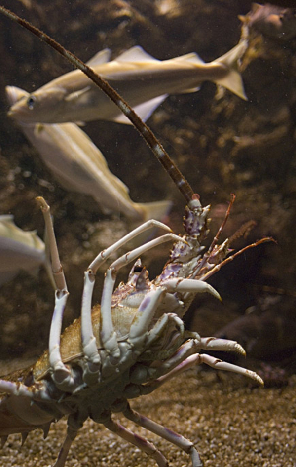 Le Marinarium