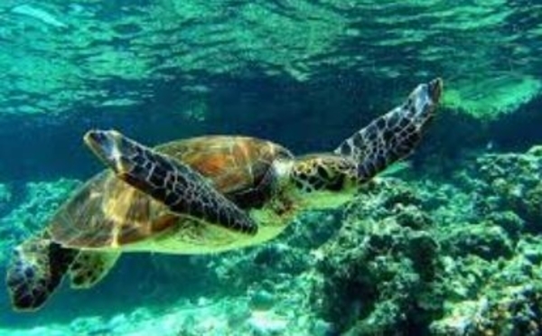 Dans le sillage des tortues marines