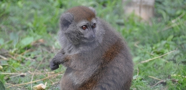 Parc zoologique de Montpellier