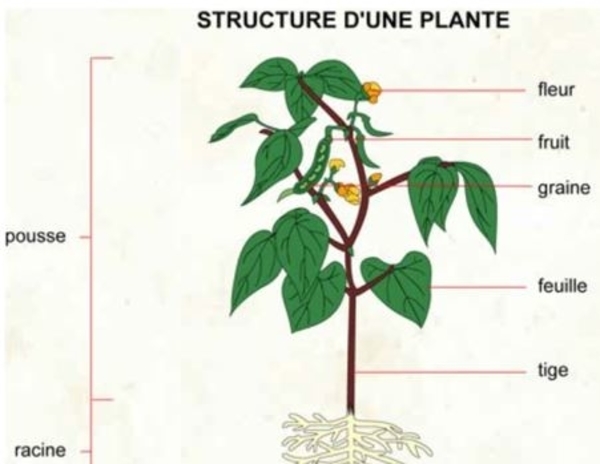 Qu'est-ce qu'une plante ?