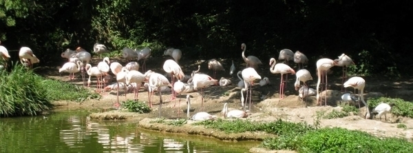 Découverte des oiseaux sauvages du Parc de la Tête d’Or