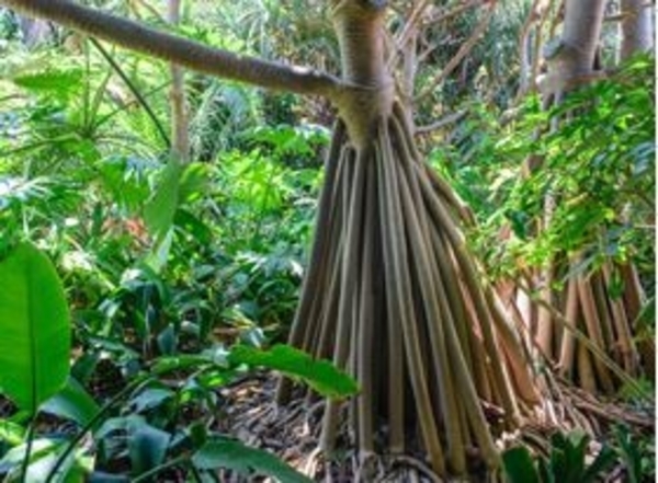 Plantes ingénieuses