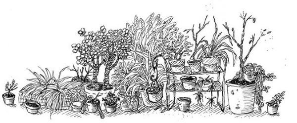 Plantes étranges et mystiques