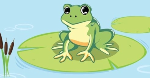 Balade dans le marais de Coâa, la grenouille verte