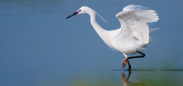 À LA DÉCOUVERTE DES OISEAUX HIVERNANTS