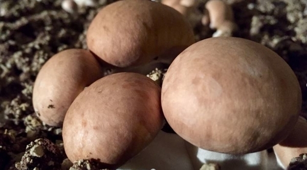 La Champignonnière d'Orbec