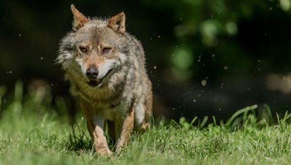Rencontre avec les loups