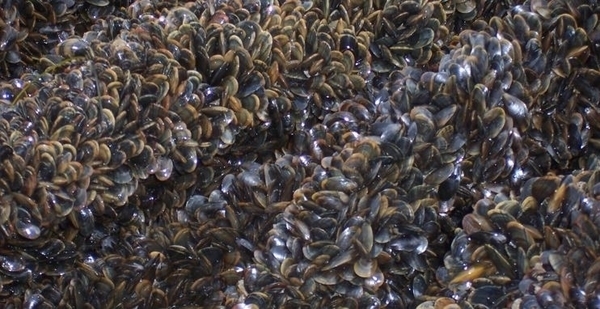 La mytiliculture, l'élevage des moules