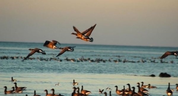 Les grandes richesses de la Réserve Naturelle