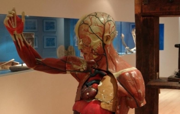 Musée de l'Ecorché d'Anatomie