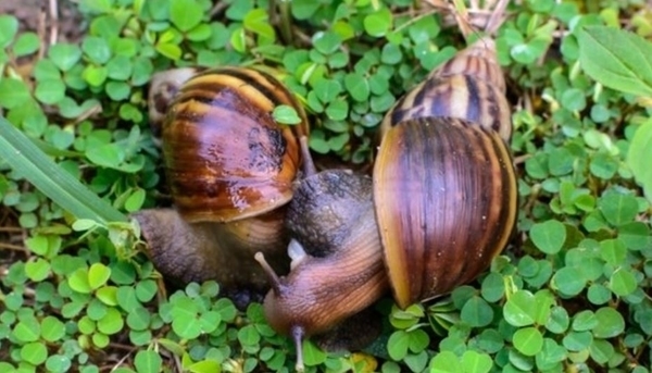 A la découverte des escargots !