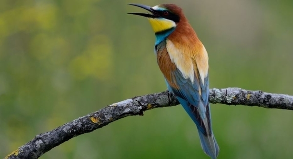 Oiseaux de la Brenne