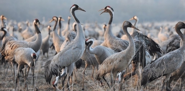 Grues cendrées