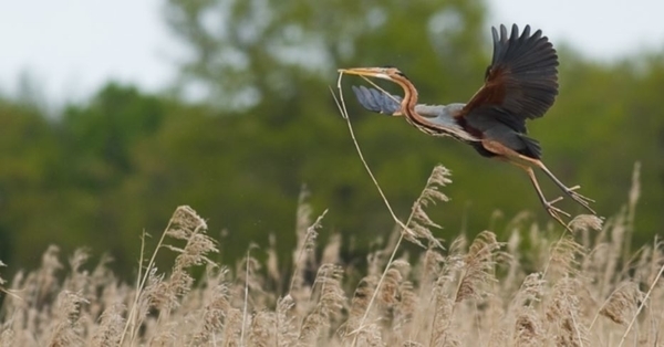 Les oiseaux de Chérine