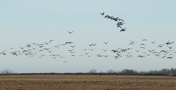 Oiseaux hivernants de la Réserve Naturelle Régionale Terres et étangs de Brenne Massé – Foucault