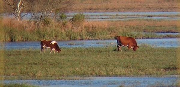 Réserve naturelle nationale de l'étang de Cousseau