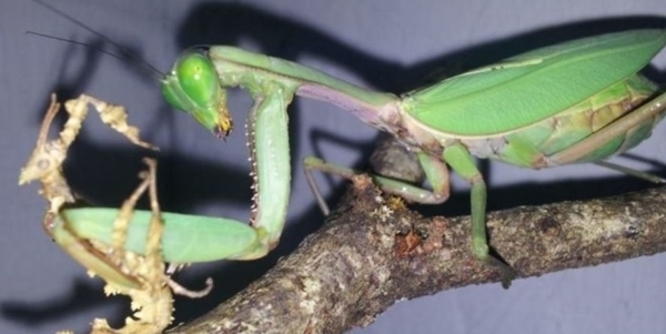 La Cité des Insectes
