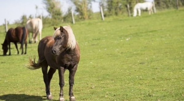 Musée vivant du poney