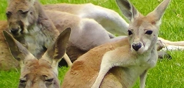 Le Parc Australien