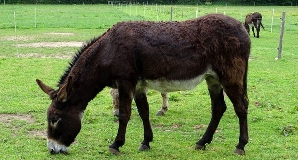 La ferme des Ânes de Min Guen