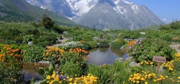 Jardin alpin du Lautaret
