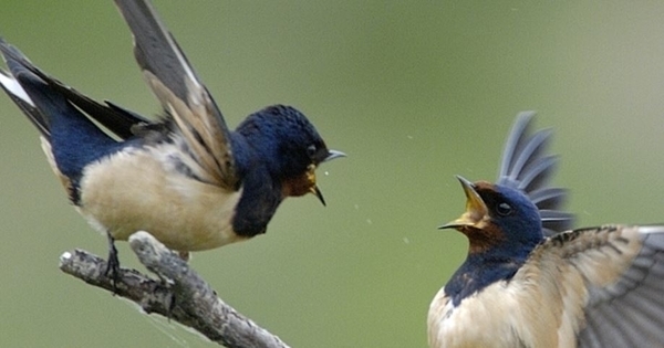 Réserve Ornithologique du Teich