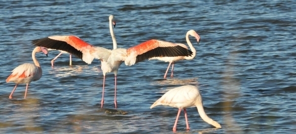 Observation des oiseaux au Salin des Pesquiers