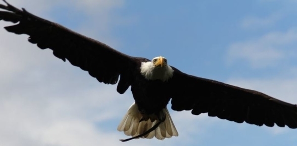 Donjon des Aigles