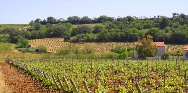 Vignobles Dom Brial de Baixas