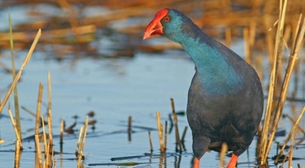 Réserve naturelle régionale du Scamandre