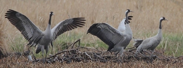Cri De La Grue Mots Fleches À la découverte de la Grue cendrée : Séances, tarifs et réservation de
