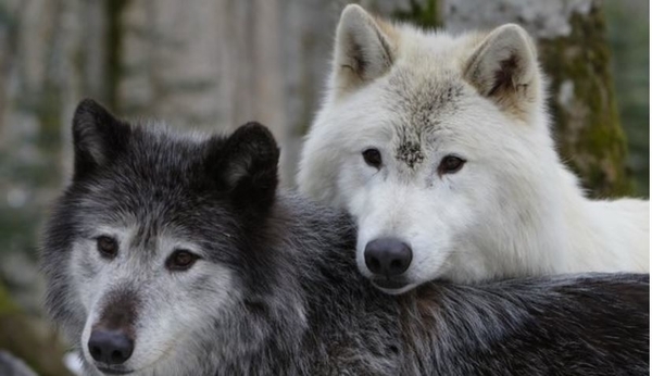 La maison des loups, le tunnel de vision