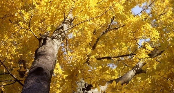 L'Arboretum National des Barres