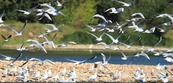 Promenade découverte de la Loire