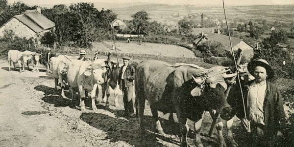 Découverte de la ferme des Buttons en chariot