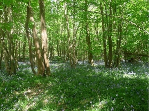 Arboretum de Segrez