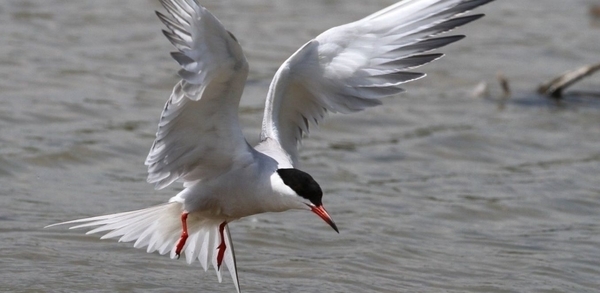 A la rencontre des oiseaux de Loire en bateau au Bec d’Allier