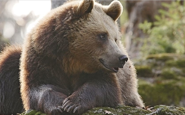 Parc animalier des Pyrénées - Soigneur d'un jour