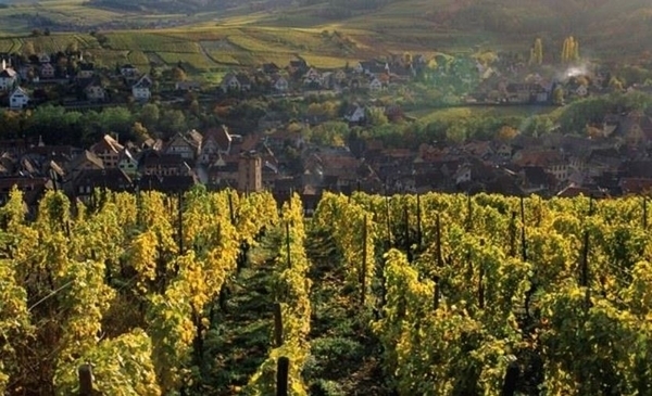 Sentier viticole des Grands Crus Alsaciens