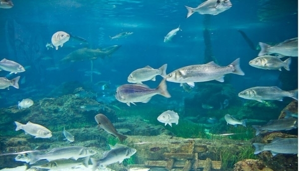 Maréis, Musée de la Pêche en Mer