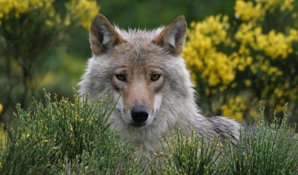 Les Loups du Gévaudan - visite classique
