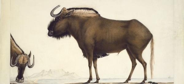 Muséum d'histoire naturelle du Havre - Conférences