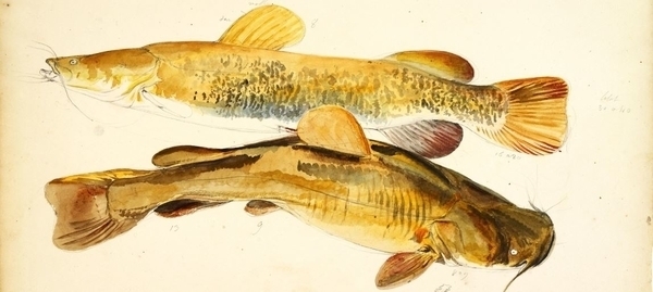 Muséum d'histoire naturelle du Havre (5-6 ans)